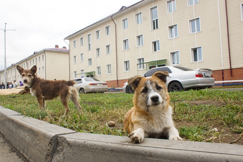Дополнительные требования к содержанию домашних животных разработают в Иркутской области