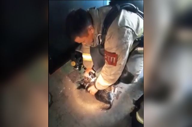 Надышавшегося угарным газом на пожаре щенка спасли в Ангарске