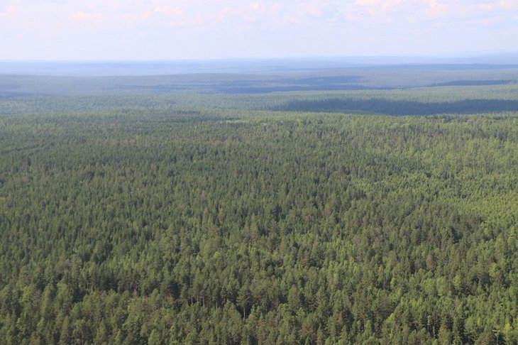 На утро 6 августа в лесах Иркутской области новых пожаров не зарегистрировано