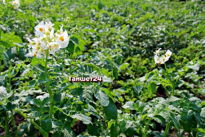 Агрометеоролог: Урожай картофеля в Иркутской области будет выше по сравнению с прошлым годом