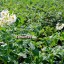 Агрометеоролог: Урожай картофеля в Иркутской области будет выше по сравнению с прошлым годом