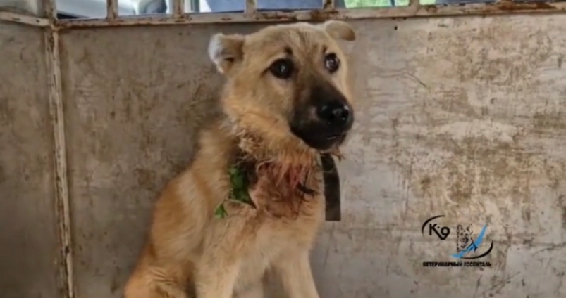 В Иркутске спасли истощенного щенка с серьезными ранами на шее