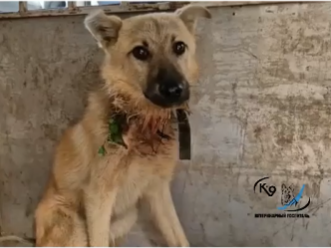 В Иркутске ветеринары спасли собаку от вросшего ошейника