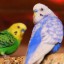 34 волнистых попугая поселились в Иркутском зоосаде