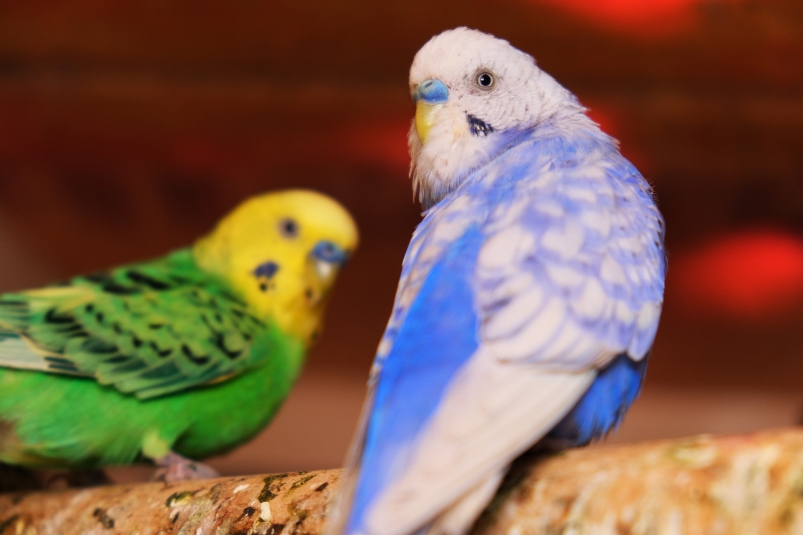 34 волнистых попугая поселились в Иркутском зоосаде
