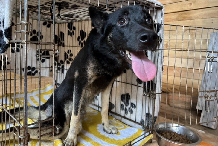 Полицейские в Братске спасли бездомного пса, пострадавшего от выстрела неизвестного
