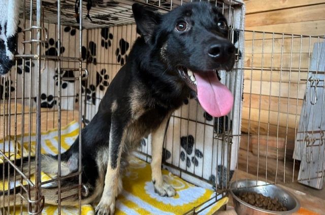 Бродячую собаку с огнестрельным ранением спасли полицейские из Братска