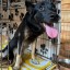 Бродячую собаку с огнестрельным ранением спасли полицейские из Братска