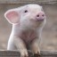 В поселке Тельма Усольского района жители снова заметили гуляющих на свободе свиней