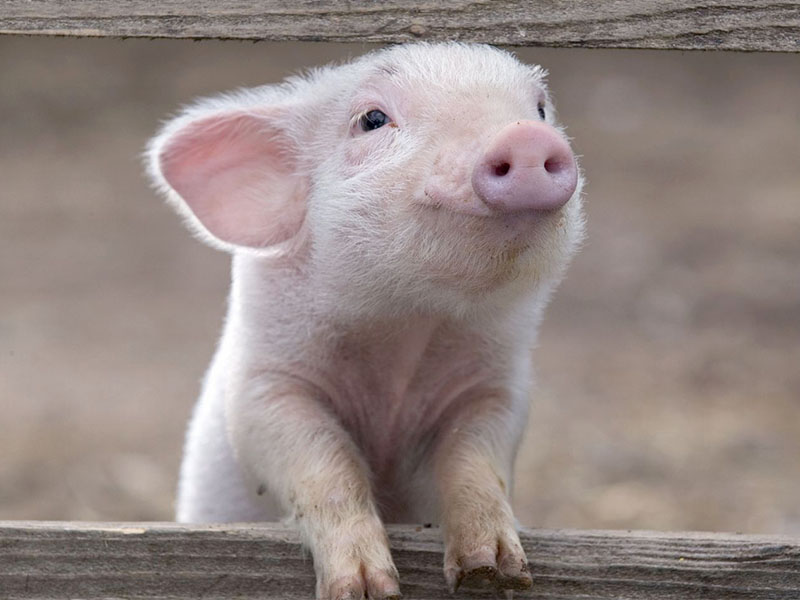 В поселке Тельма Усольского района жители снова заметили гуляющих на свободе свиней