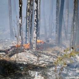 Особый противопожарный режим продлили на севере Иркутской области до 31 августа