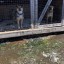 В Иркутске собачьему приюту «Ной-Поводог» требуется помощь