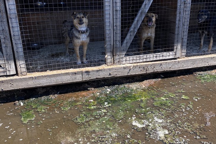 В Иркутске собачьему приюту «Ной-Поводог» требуется помощь