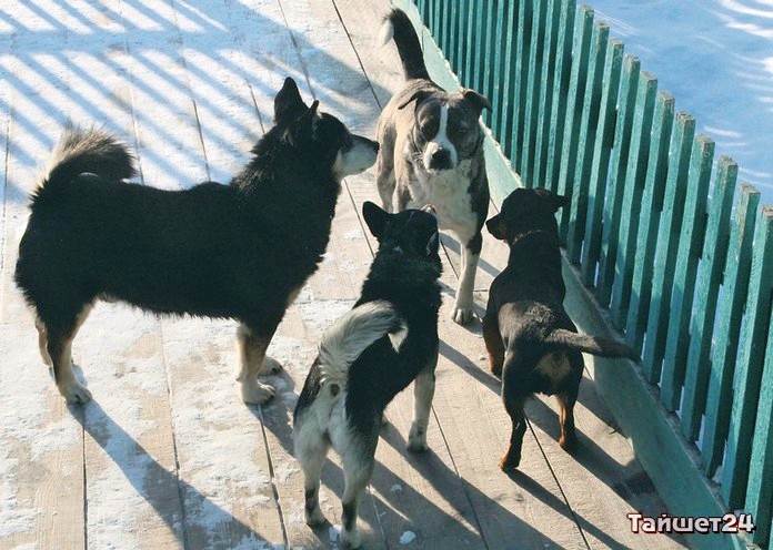 В Иркутской области 115 детей пострадали от бездомных собак