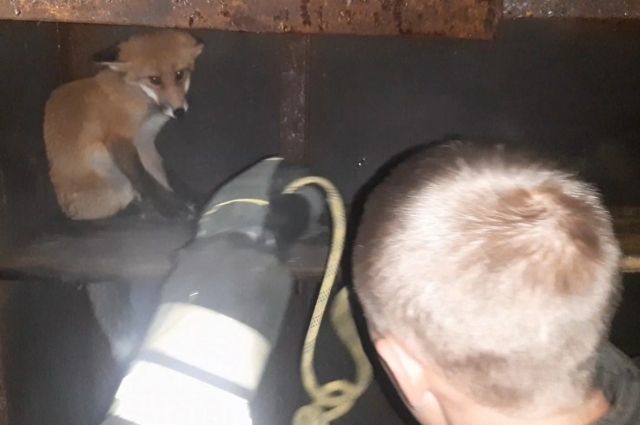Провалившегося в яму в гаражом кооперативе лисенка спасли в Саянске