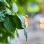 Синоптики прогнозируют грозу и небольшой дождь в Иркутске 15 августа