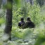 В Иркутской области полиция разыскивает четырех человек, заблудившихся в лесу