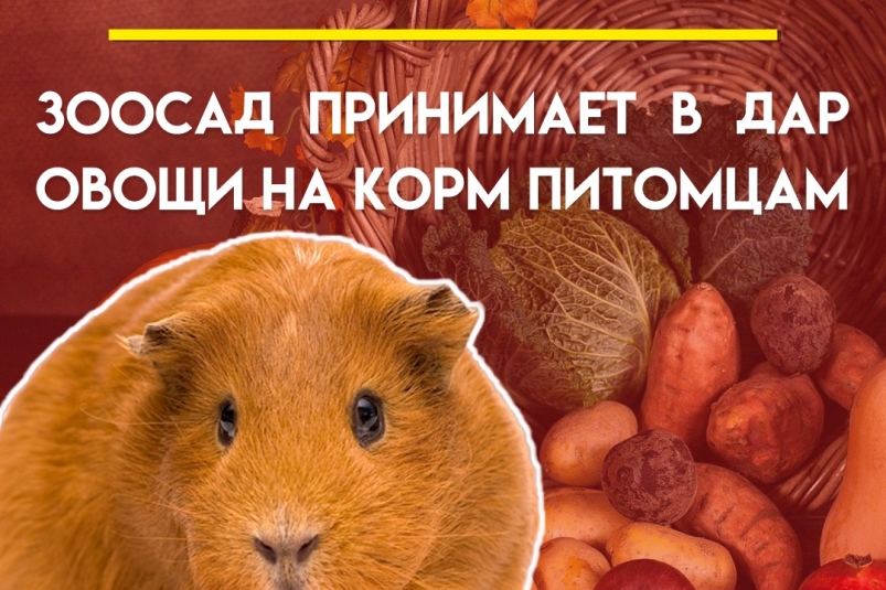 Жители Иркутска могут передать излишки урожая в дар питомцам Зоосада