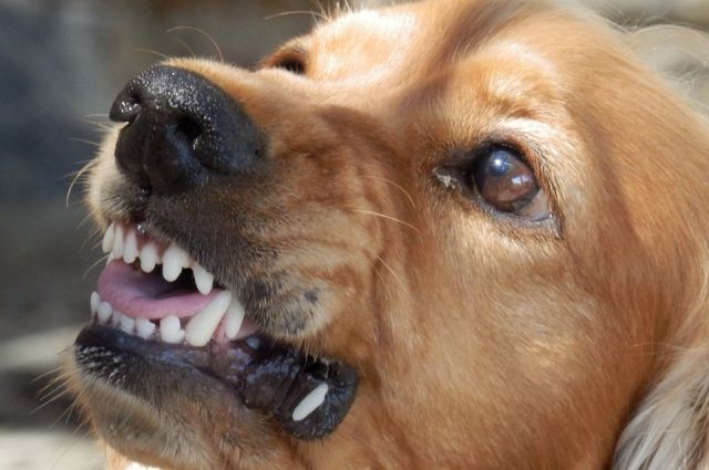 Искусанному собакой мальчику выплатят 30 тысяч по решению суда в Приангарье