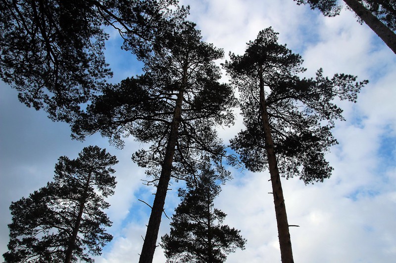 Чунский район участвует в пилотном проекте по интенсивному лесопользованию