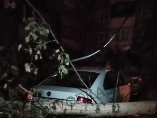 Дерево упало на машины в иркутском Ново-Ленино