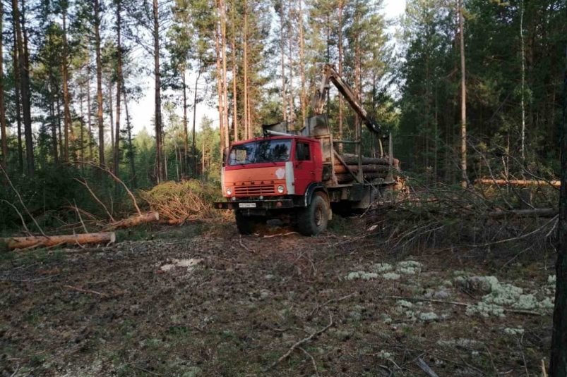 Организатору незаконной рубки леса в Приангарье дали 1,5 года тюрьмы за ущерб в 900 тысяч