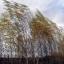 Сильный ветер ожидается в Иркутской области 24 сентября