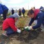 В Иркутске у стелы «Город трудовой доблести» высадили саженцы рябины и кизильника