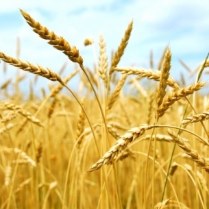 Посевная площадь зерновых в Усть-Ордынском Бурятском округе выросла на 5 процентов