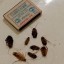 В теплосетях на Трилиссера, где обнаружили среднеазиатских тараканов, провели дезинсекцию