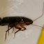 Полчища южноазиатских тараканов "поселились" в жилых домах в Иркутске