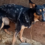 В Иркутске собаке по кличке Ника ищут новый дом, ее хозяина мобилизовали