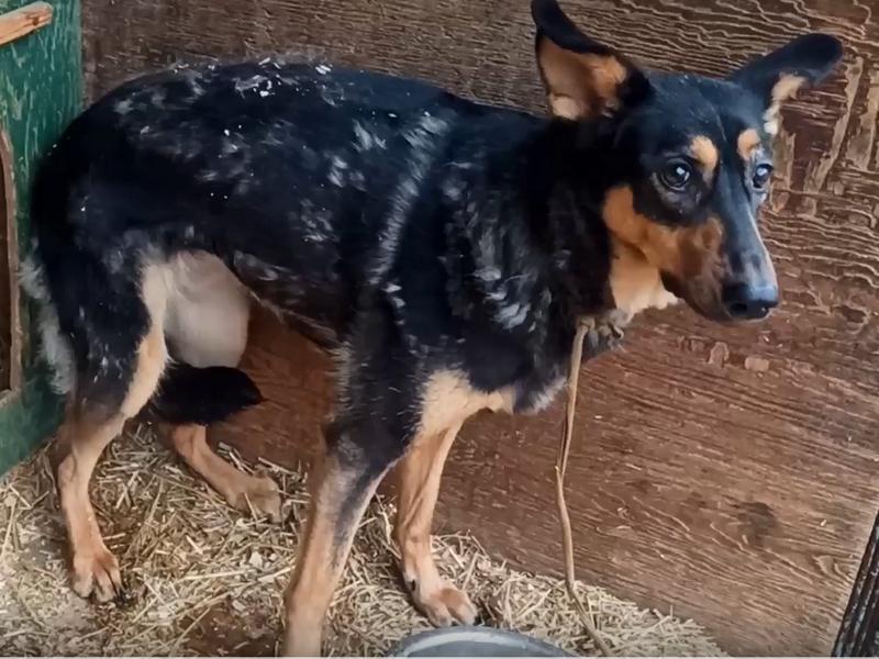 В Иркутске собаке по кличке Ника ищут новый дом, ее хозяина мобилизовали