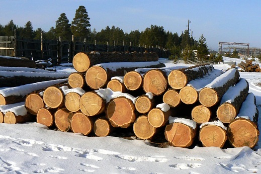 Контрабанду древесины за рубеж на пять миллионов выявили в Усольском районе