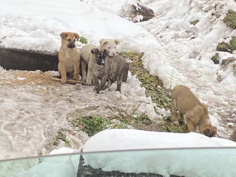 Пожарные и зоозащитники спасли пятерых щенков в Тайшете