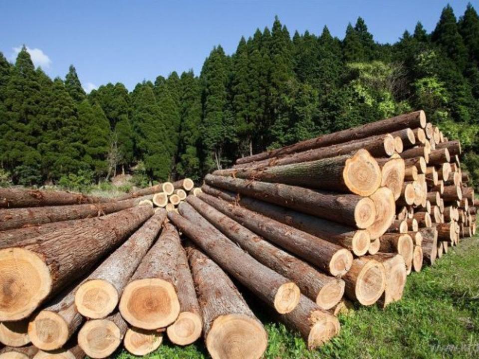 Условный срок получил иркутский бизнесмен за поставку леса в Китай