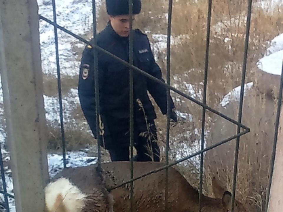 В Братске полицейские и сотрудники МЧС спасли застрявшую в заборе косулю