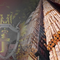 В городе Тайшете  Иркутской области в суд направлено уголовное дело о контрабанде древесины стоимост