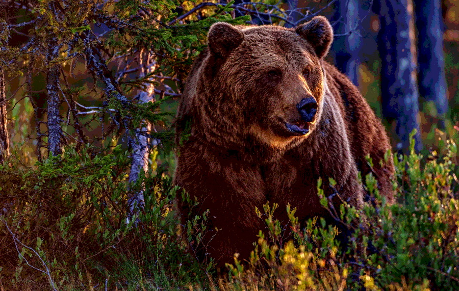 Приплыл в гости. Сегодня утром кемпинг-отель на 19-м километре Байкальского тракта посетил... медведь