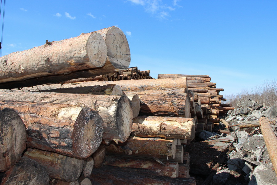 УФСБ России по Иркутской области пресечена вырубка леса в особо крупном размере