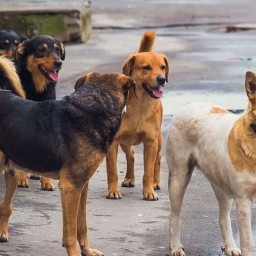 Блогер из Ангарска заявила о фальсификации новостей о нападении бездомных собак на людей