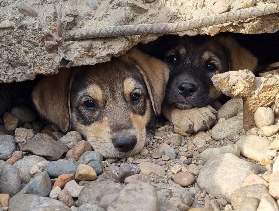 До холодов остались считанные дни, собаки в бетоне не выживут!