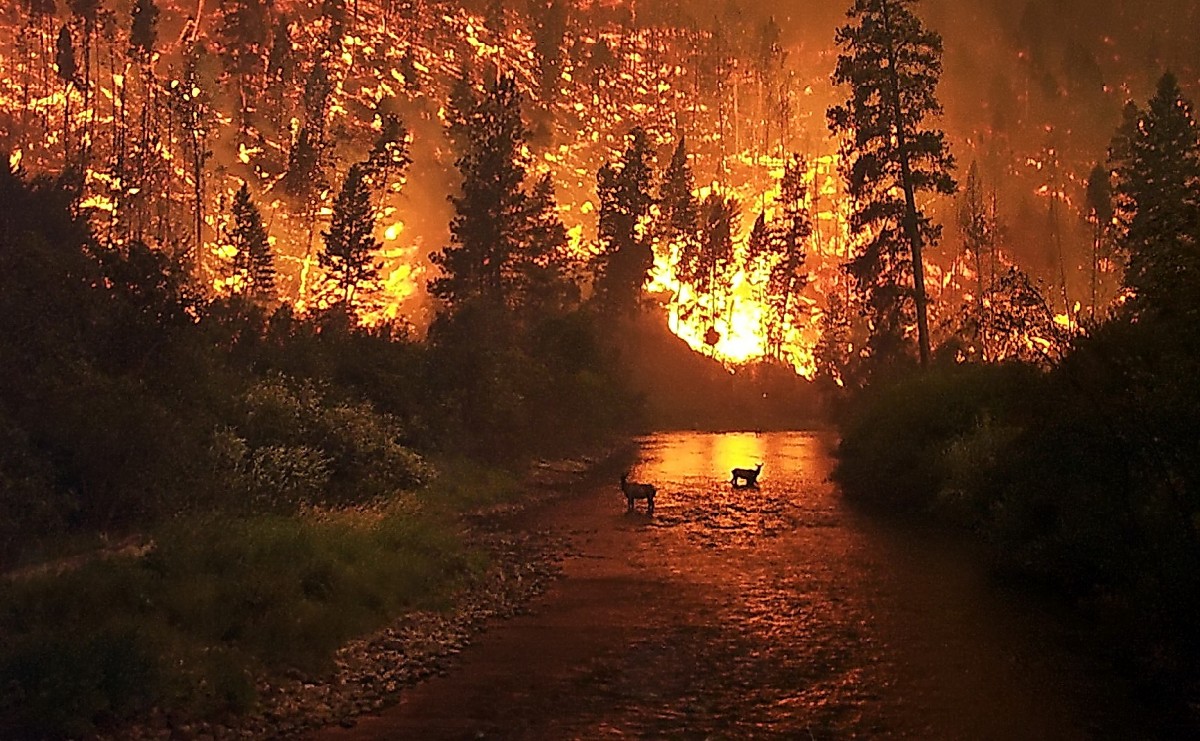 Приангарье стало одним из худших регионов по охране лесов от пожаров в 2016 году