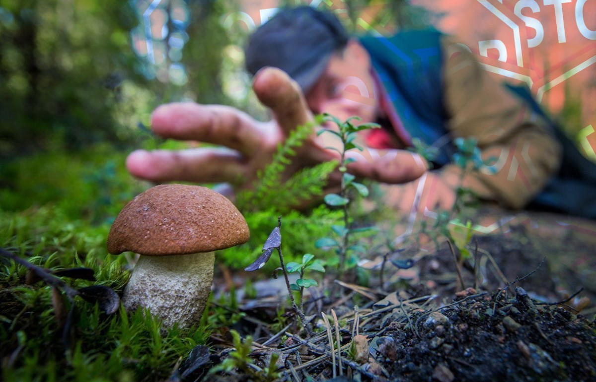 Для грибников, ягодников и любителей ходить в лес в России вводится штраф