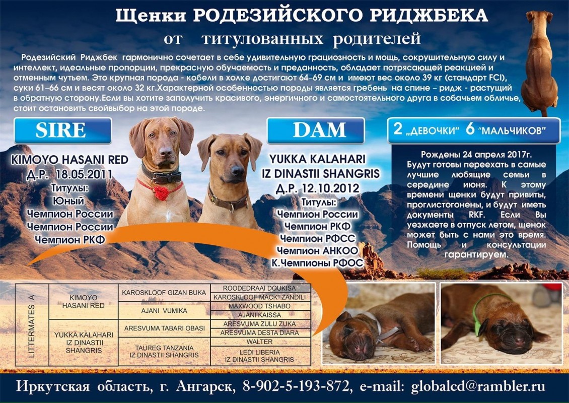 В Иркутске появились щенки родезийского риджбека