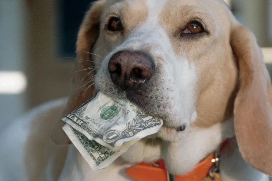 Хочешь собаку - плати: в России предложили брать налоги на домашних животных
