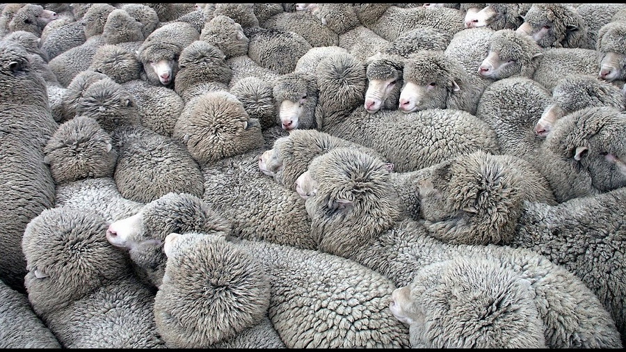 144 похищенных овцы вернули полицейские фермеру из Прибайкалья
