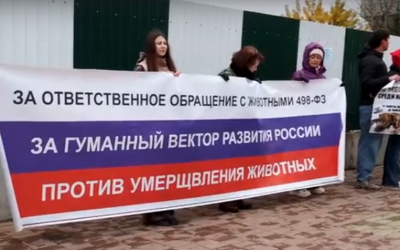 Когда молчание убивает: в Иркутске состоялся митинг в защиту животных