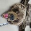 Ковер из шкуры бурого медведя обнаружили иркутские таможенники в дорожной сумке авиапассажирки 0