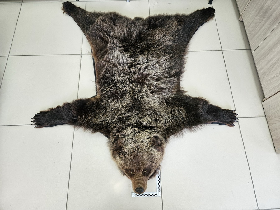Ковер из шкуры бурого медведя обнаружили иркутские таможенники в дорожной сумке авиапассажирки